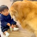 赤ちゃんが『大型犬…