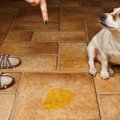 犬が隠れておしっこ…