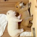 赤ちゃん犬たちの『…