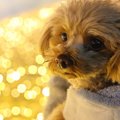 年末年始に犬と過ご…