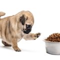 犬がご飯を『遊び食…
