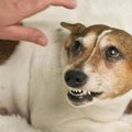 犬が『この人は悪い…