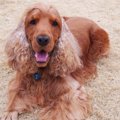 タレント犬コーダの…