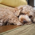 愛犬が飼い主に興味…
