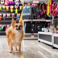 犬が嫌がる『絶対NG…