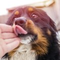犬が飼い主の手を舐…
