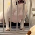 一時的に犬をケージ…