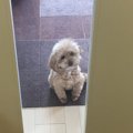 膝蓋骨脱臼の保護犬…