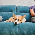 共働きでも犬は飼え…