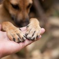 犬の爪切りをサボり…