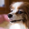 なぜ人間は『ペット…
