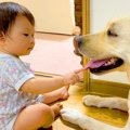 赤ちゃんが『大型犬…