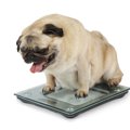 犬が太るのは飼い主…