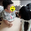 犬はどんな反応をす…