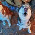 犬が夜に吠えてしま…