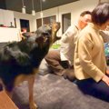 大型犬の前で『肩た…