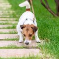 犬がお散歩中にする…