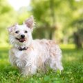 犬のQOLを向上させる…
