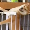 よくケージから脱走…