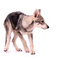 犬が後ずさりをする…