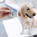 愛犬の体温、確認し…