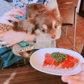 犬と一緒に楽しめる…