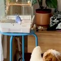 『犬とインコ』が仲…