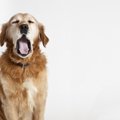 犬が睡眠不足に陥っ…