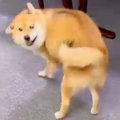 いつも塩対応な犬が…