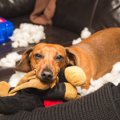犬が『欲求不満』な…