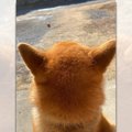お顔は写っておりま…