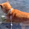 お風呂嫌いの犬が『…