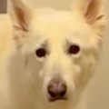 『お散歩できる』と…