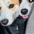 ウキウキ笑顔でドッ…
