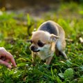 犬が『絶対に触られ…
