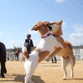 愛犬家同士でマナー…