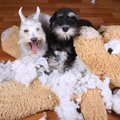 わがままな犬の性格…