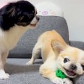 2匹の犬がおもちゃの…