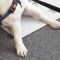 『絶対に帰りたくな…