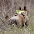 犬が『ウンチの後に…