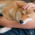 『過保護すぎる』犬…