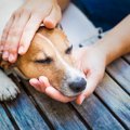 犬に顔を近づけると…