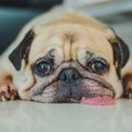 犬が暑さで体調不良…