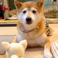 犬に『動くぬいぐる…