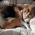 犬が末期ガンと宣告…
