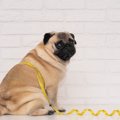 『犬の麻酔』こんな…