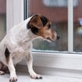 超危険な『犬の病気…