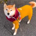 散歩中に柴犬をカメ…