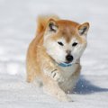 犬に絶対NGな「雪道…