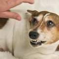 犬が『関わりたくな…
